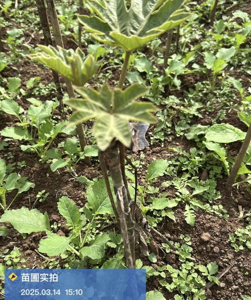 大通草苗四川中药材种植基地专业种植技术包回收