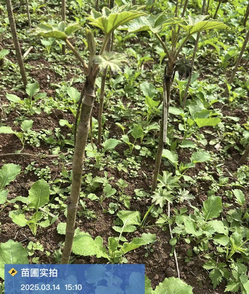 大通草苗四川中药材种植基地专业种植技术包回收