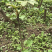 大通草苗四川中药材种植基地专业种植技术包回收