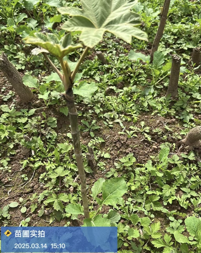 大通草苗四川中药材种植基地专业种植技术包回收