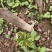 大通草苗四川中药材种植基地专业种植技术包回收