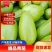 精品青茄子内黄产地发货对接全国量大从优诚信经营