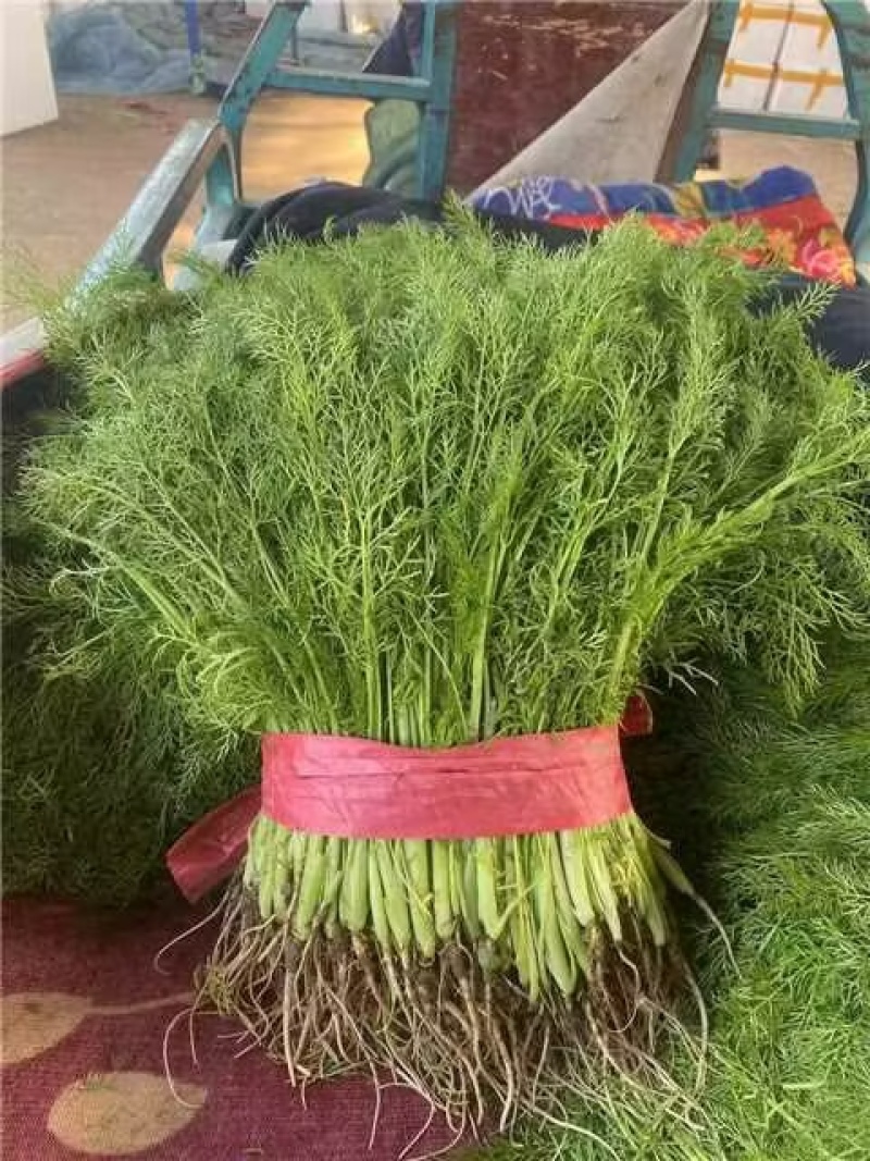 茴香河北邯郸茴香苗大量上市现货供应保质保量