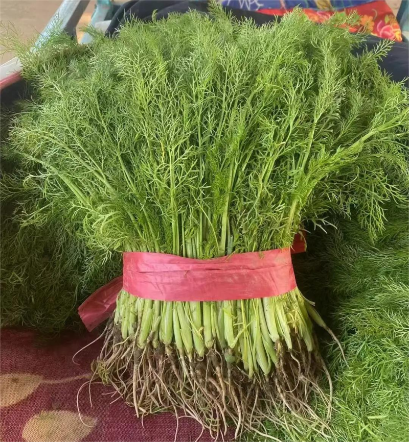 茴香河北邯郸茴香苗大量上市现货供应保质保量