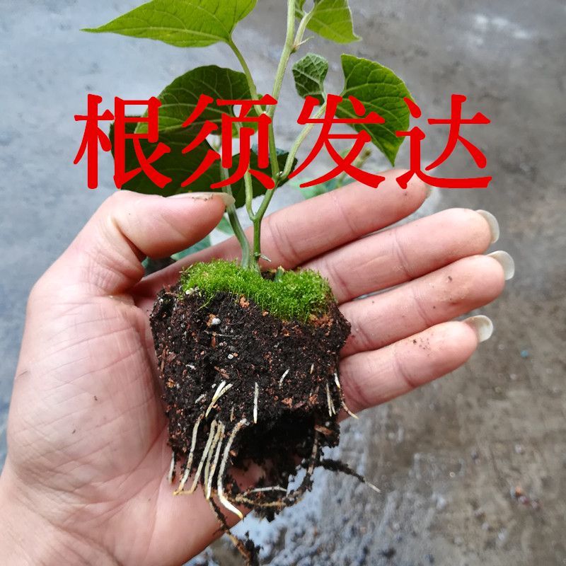 正宗广西罗汉果苗桂林产地罗汉果苗扦插罗汉果苗罗汉果树苗