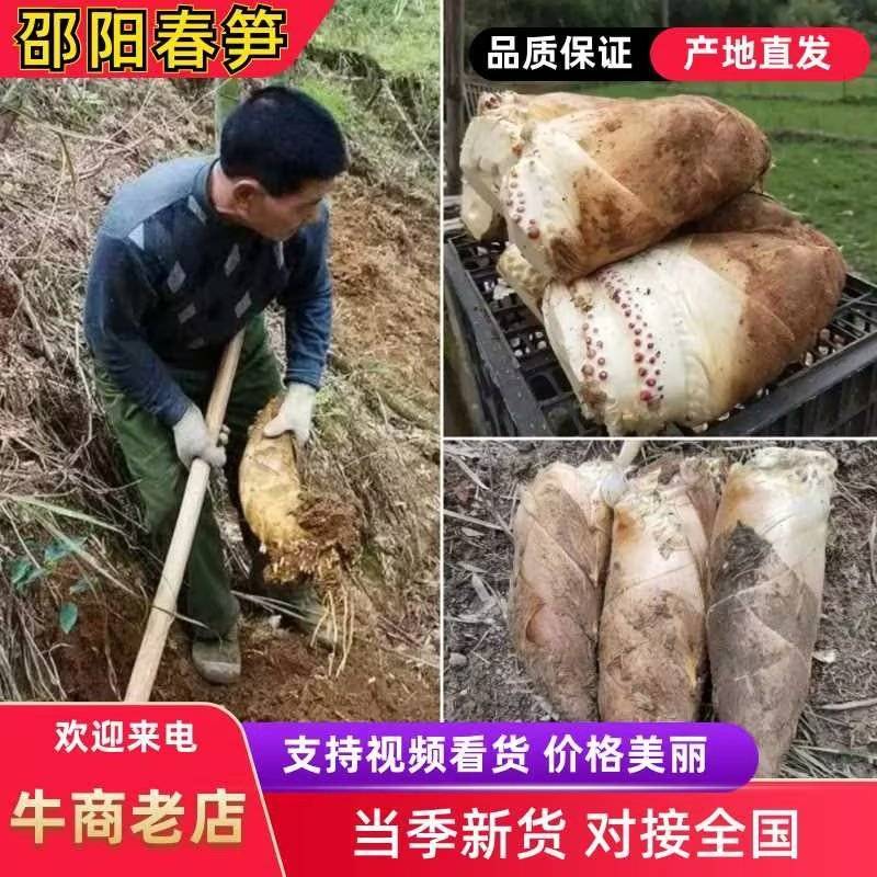 【精品新鲜春笋】湖南高海拔山区优质春笋，笋质鲜嫩多汁