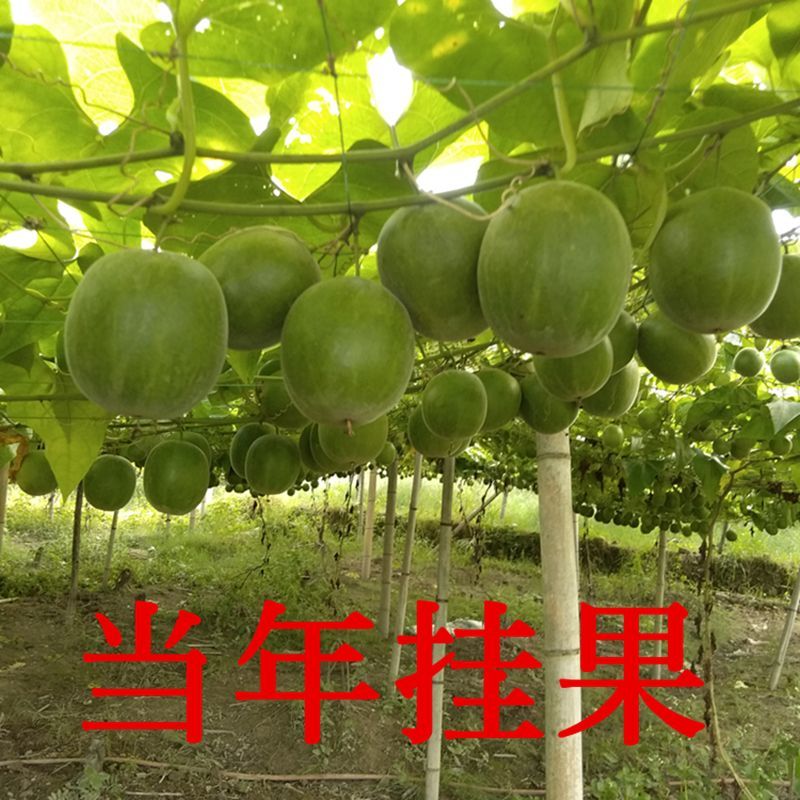 正宗罗汉果苗桂林罗汊果苗广西罗汉果苗扦插罗汉果树苗罗汉果