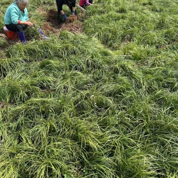 麦冬苗四川中药材苗源头基地耐寒耐旱一手货源