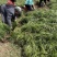 麦冬苗四川中药材苗源头基地耐寒耐旱一手货源