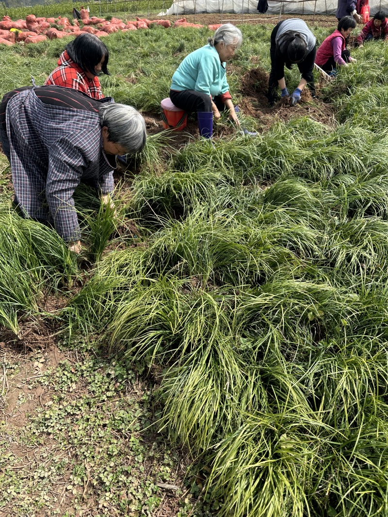 麦冬苗四川中药材苗源头基地耐寒耐旱一手货源
