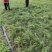 麦冬苗四川中药材苗源头基地耐寒耐旱一手货源
