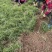 麦冬苗四川中药材苗源头基地耐寒耐旱一手货源