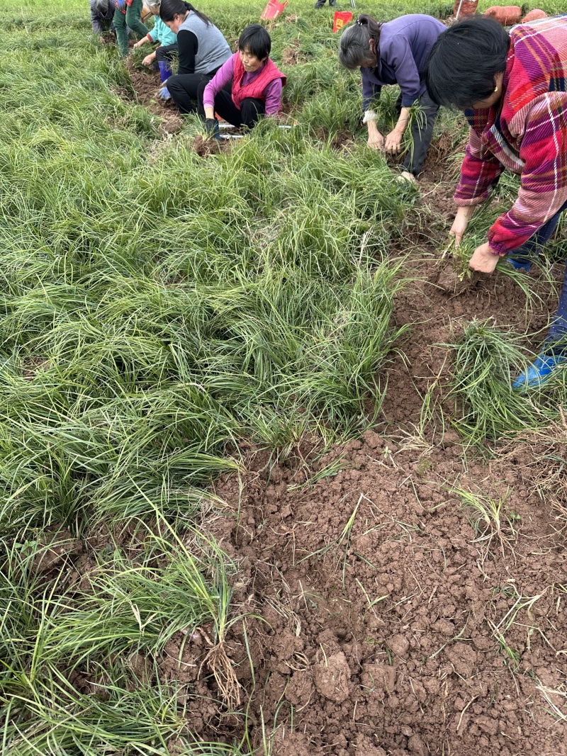 麦冬苗四川中药材苗源头基地耐寒耐旱一手货源