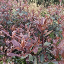 高度30公分红叶石楠苗提供技术指导植物检验