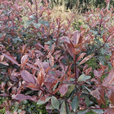 高度30公分红叶石楠苗提供技术指导植物检验