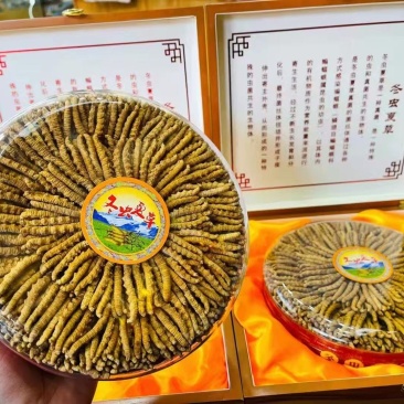 玉树虫草大量供应。精品发货，规格齐全，保质保量，包邮