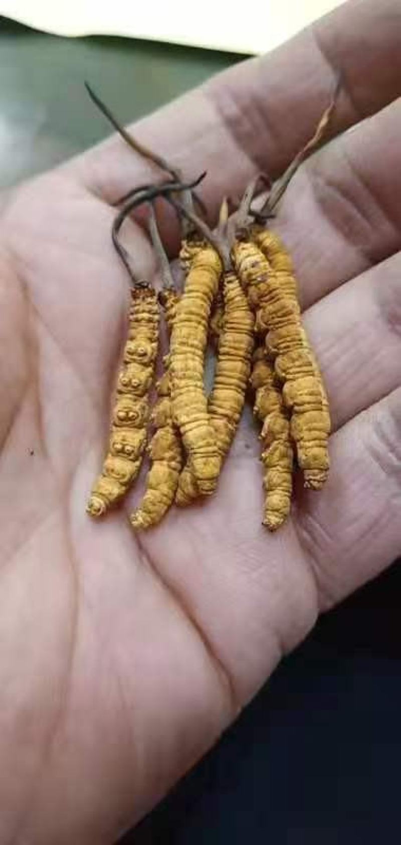 玉树虫草大量供应。精品发货，规格齐全，保质保量，包邮