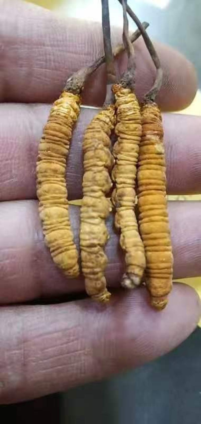 玉树虫草大量供应。精品发货，规格齐全，保质保量，包邮