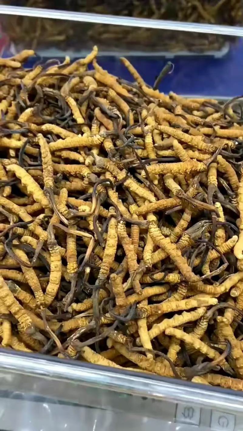玉树虫草大量供应。精品发货，规格齐全，保质保量，包邮