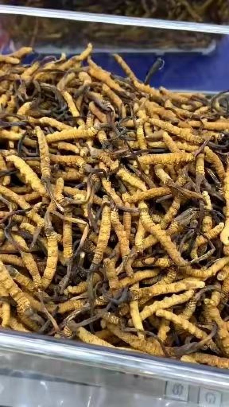 玉树虫草大量供应。精品发货，规格齐全，保质保量，包邮