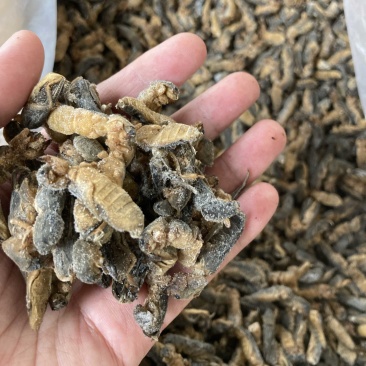 冰冻蝼蛄冰鲜土狗仔纯干拉拉蛄干水蝲蝲蛄