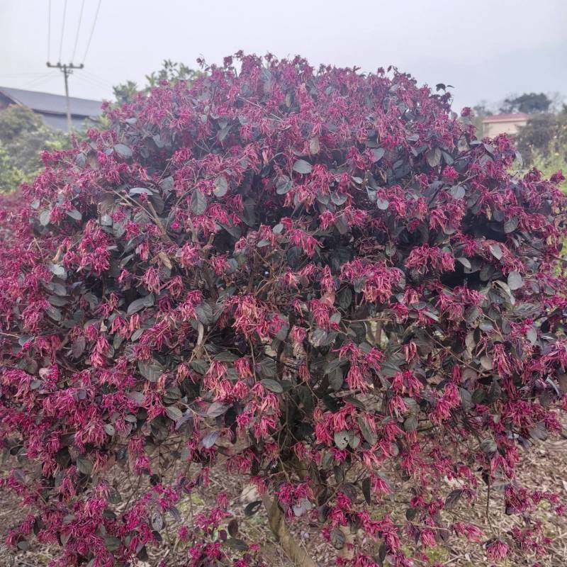 红花继木球根系发达成活率高提供技术指导