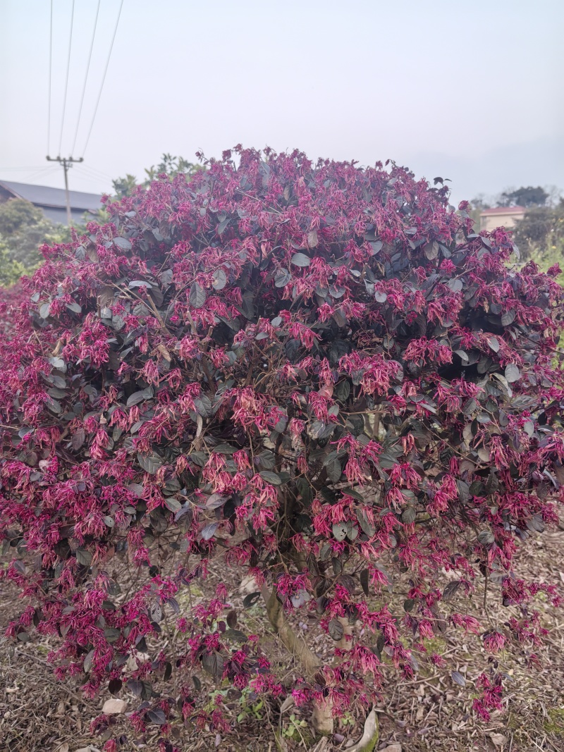 红花继木球根系发达成活率高提供技术指导