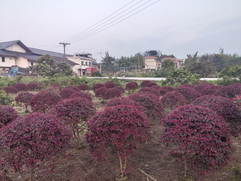 红花继木球根系发达成活率高提供技术指导