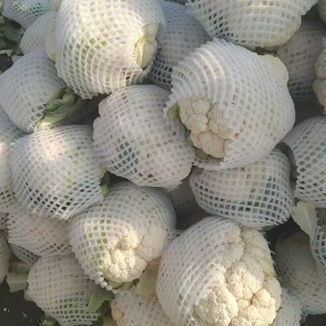 河北邯郸精品实花大量上市一手货源可视频看货