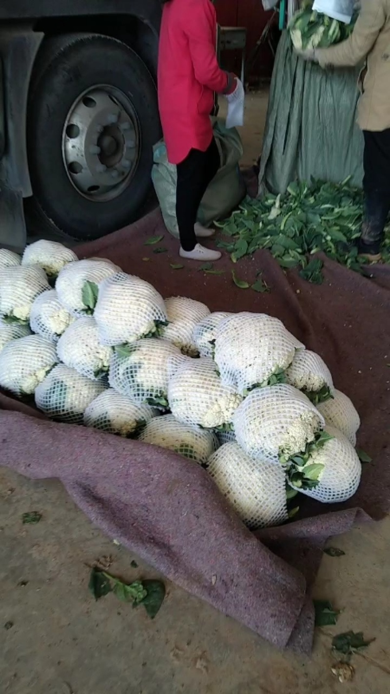 河北邯郸精品实花大量上市一手货源可视频看货