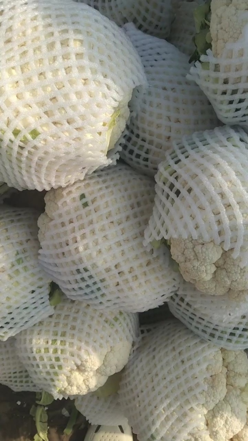 河北邯郸精品实花大量上市一手货源可视频看货