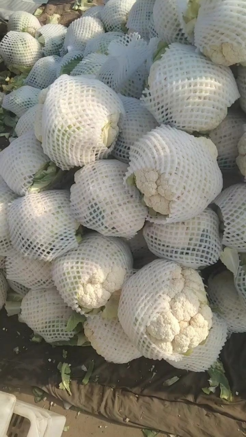 河北邯郸精品实花大量上市一手货源可视频看货