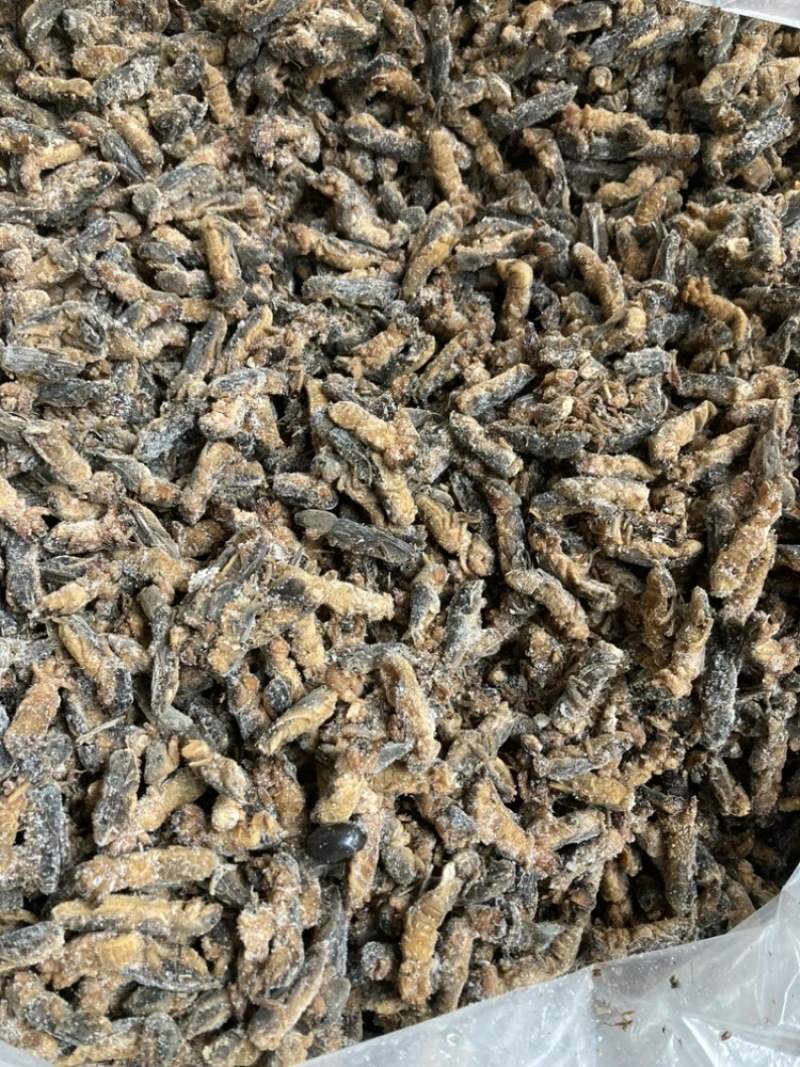 冰冻蝼蛄冰鲜土狗仔纯干拉拉蛄干水蝲蝲蛄