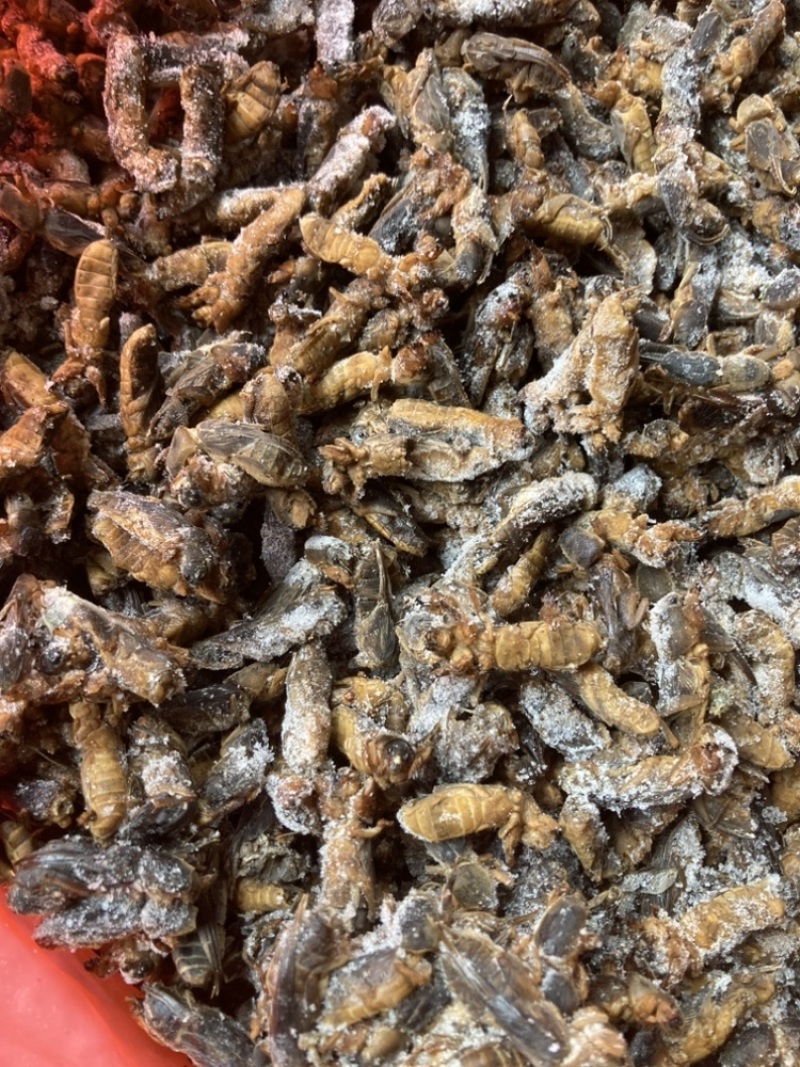 冰冻蝼蛄冰鲜土狗仔纯干拉拉蛄干水蝲蝲蛄