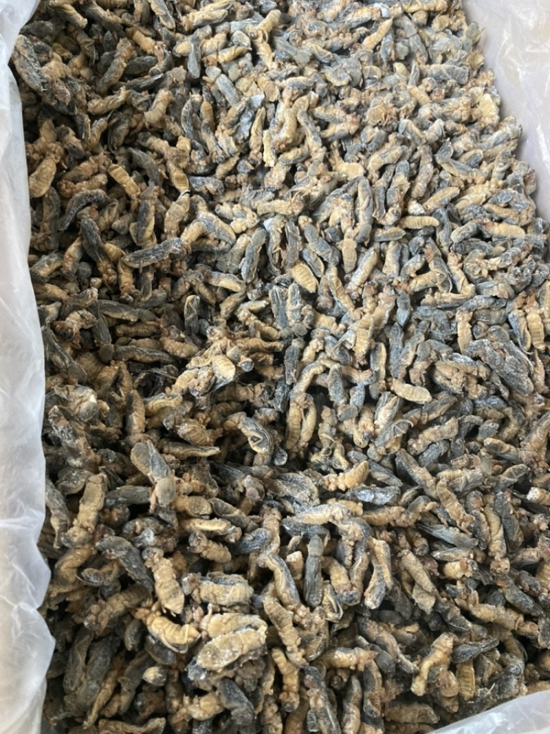 冰冻蝼蛄冰鲜土狗仔纯干拉拉蛄干水蝲蝲蛄