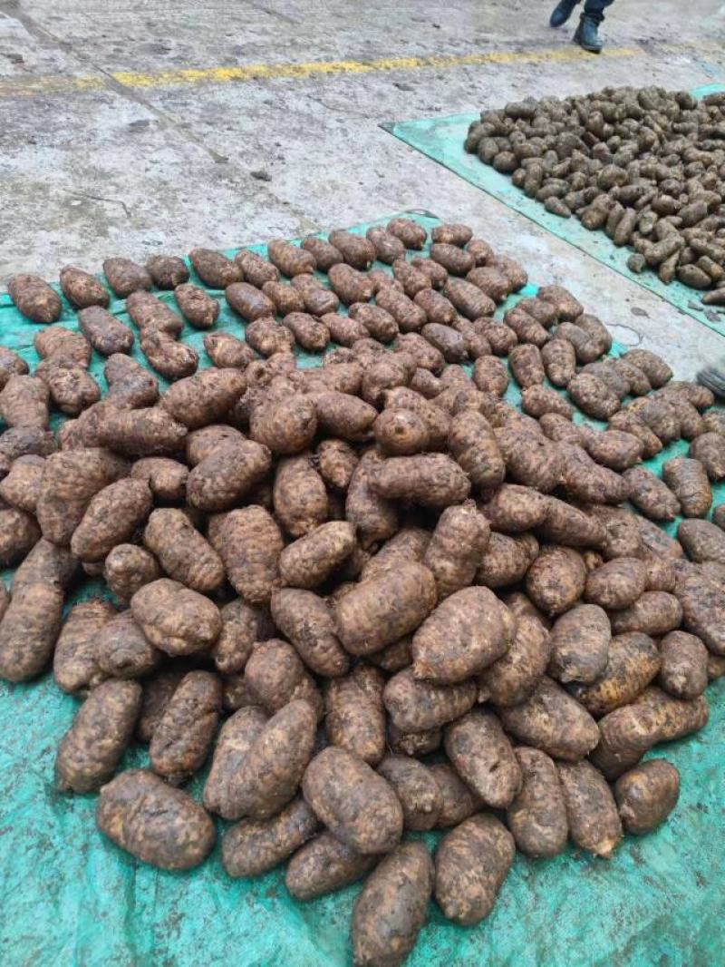 【品质保障】云南昭通天麻片量大优惠可视频看货