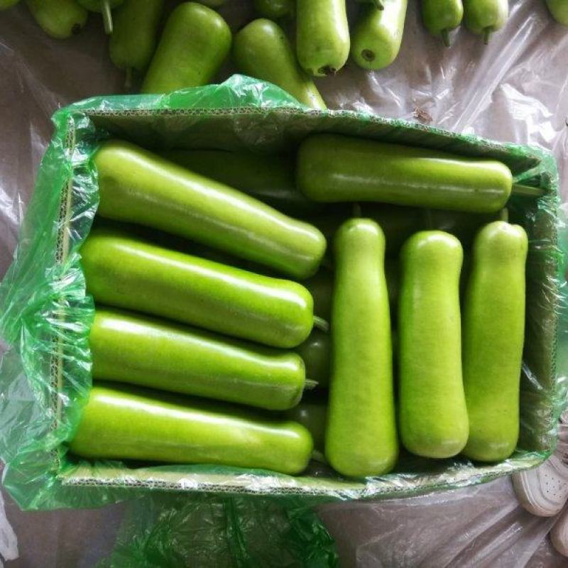 精品短瓠瓜大量有货，瓜条直，均匀颜色鲜亮