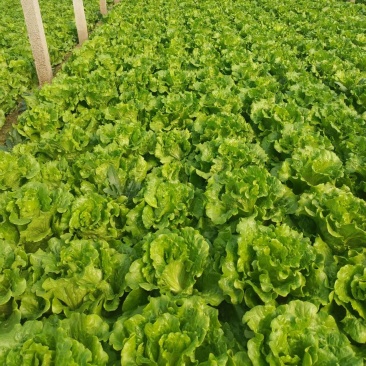 精品意大利生菜基地货源充足对接商超市场食堂电商欢迎联系