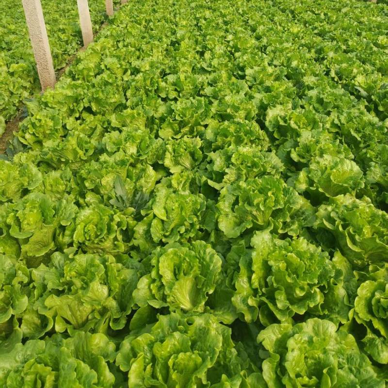 精品意大利生菜基地货源充足对接商超市场食堂电商欢迎联系