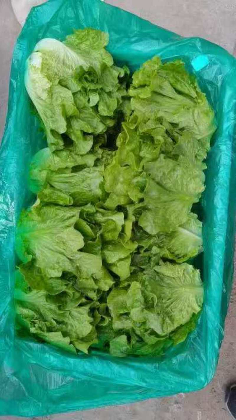 精品意大利生菜基地货源充足对接商超市场食堂电商欢迎联系