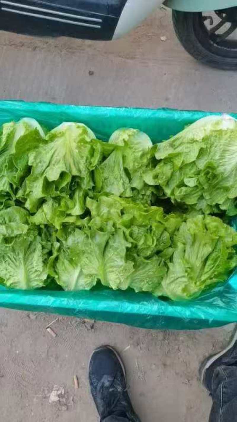 精品意大利生菜基地货源充足对接商超市场食堂电商欢迎联系
