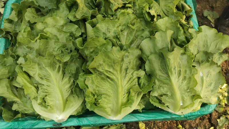 精品意大利生菜基地货源充足对接商超市场食堂电商欢迎联系