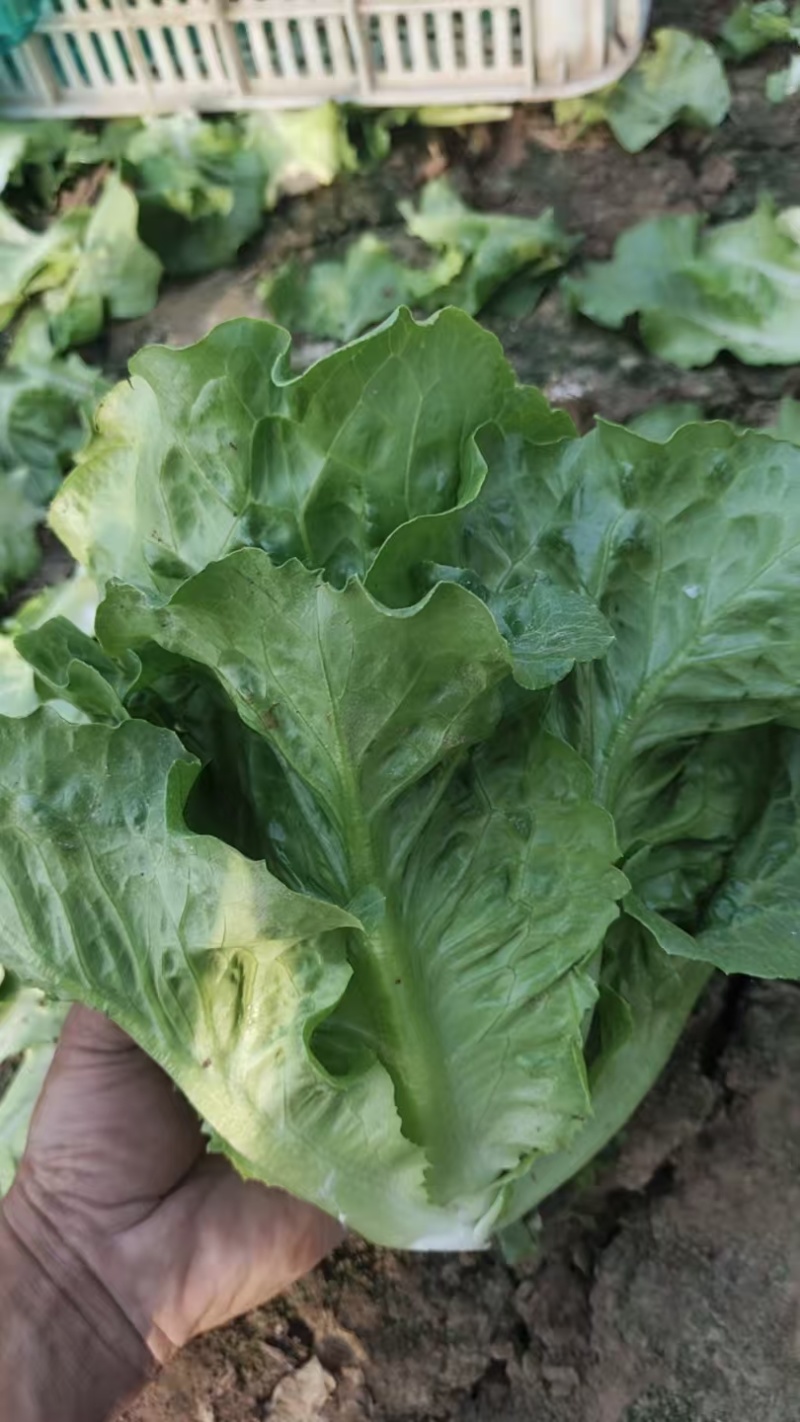 精品意大利生菜基地货源充足对接商超市场食堂电商欢迎联系