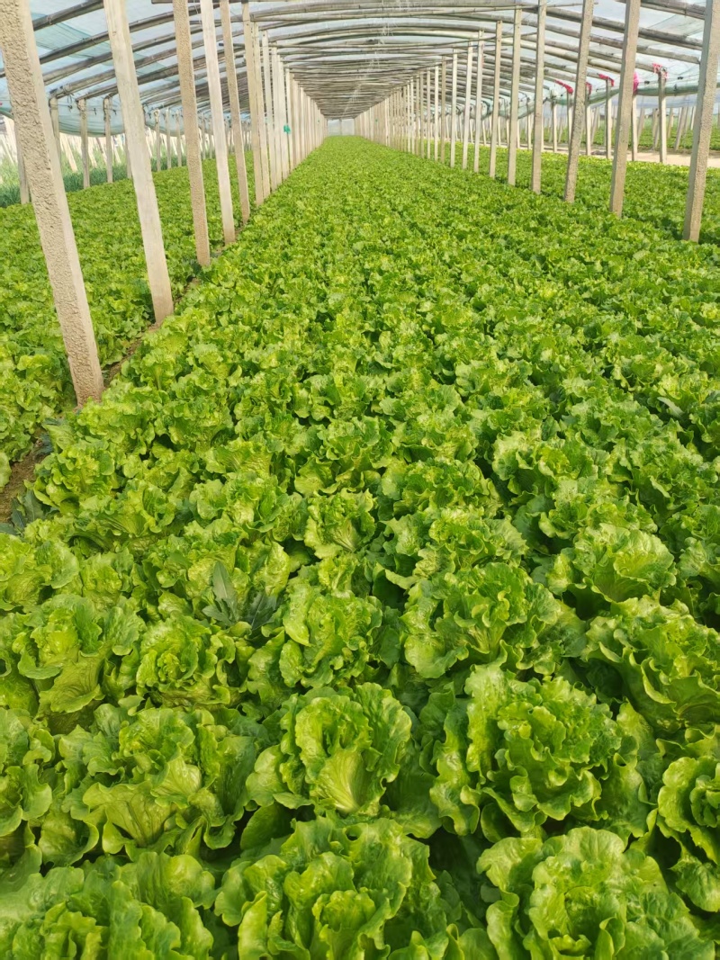 精品意大利生菜基地货源充足对接商超市场食堂电商欢迎联系