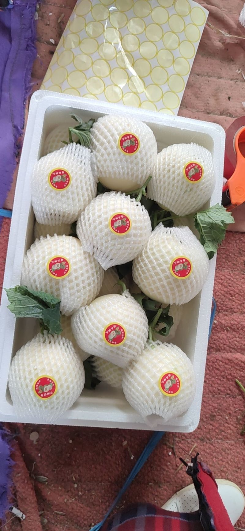 白莎蜜甜瓜砀山小白瓜白玉甜瓜商超电商供货代发全国