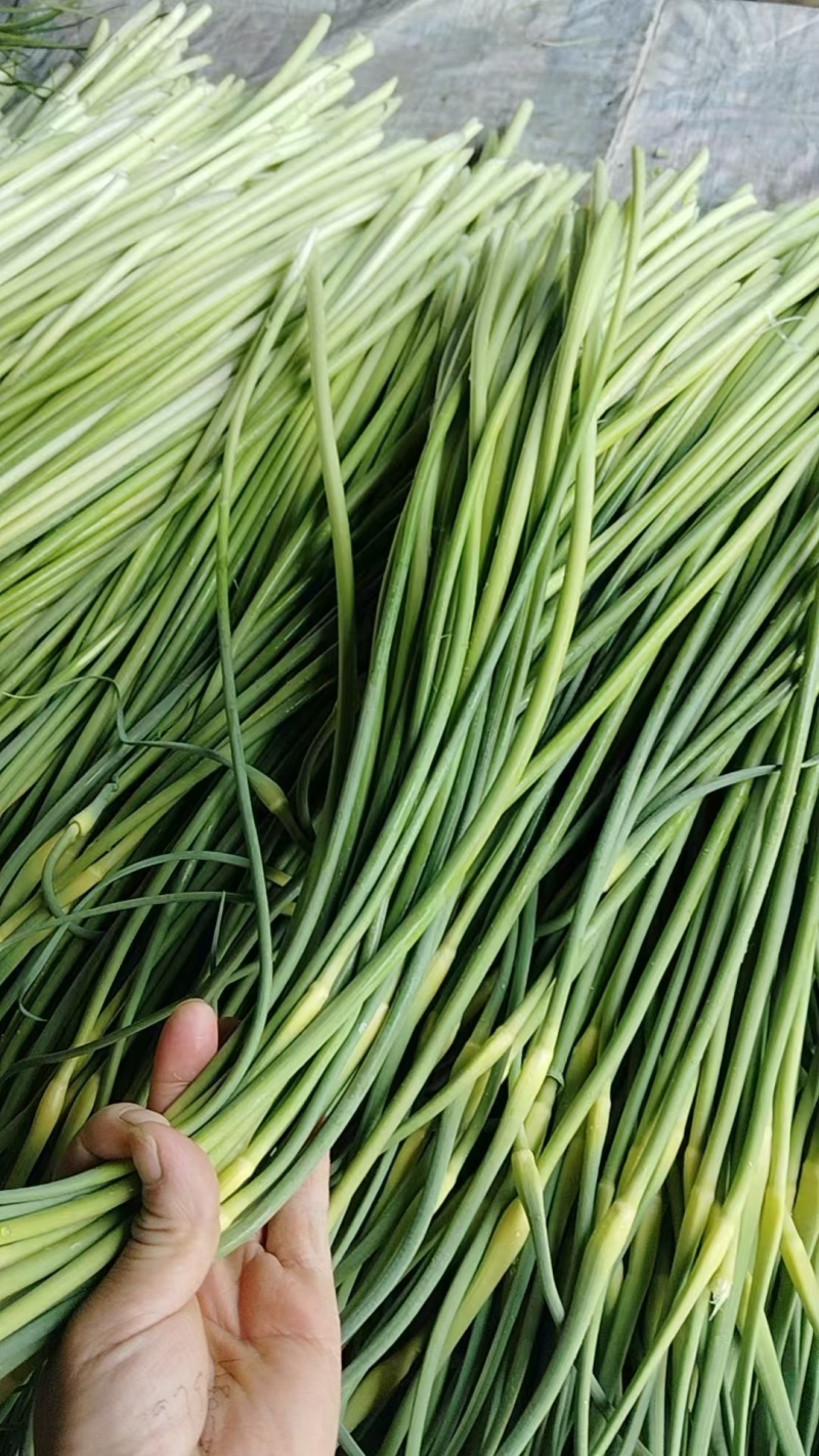 秒接单，安徽亳州白帽蒜苔支持视频看货代发全国