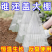 育苗保护罩透明钟罩可重复使用温室大棚免受鸟类霜冻伤害加厚保护