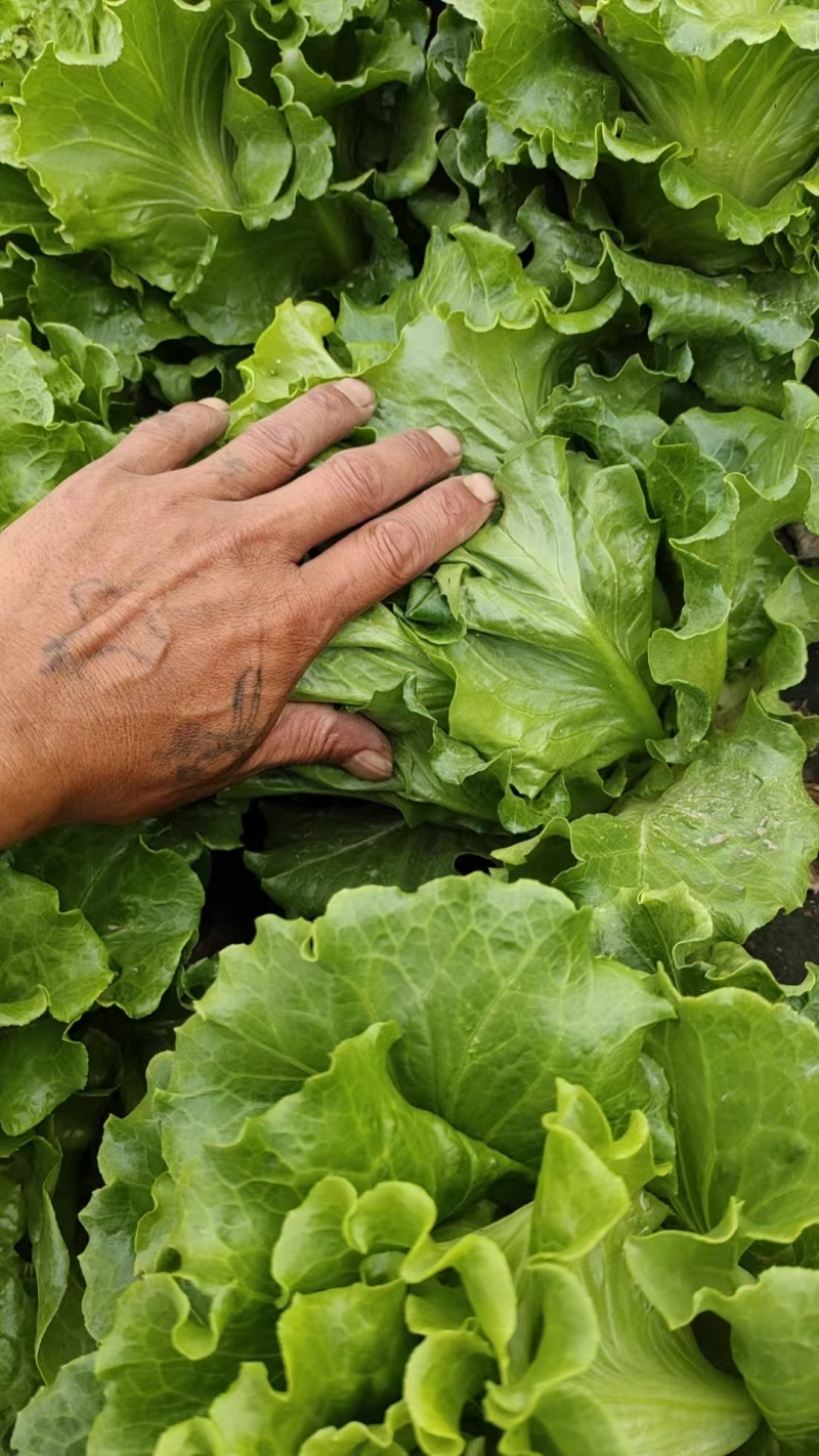精品意大利生菜基地货源充足对接商超市场食堂电商欢迎联系