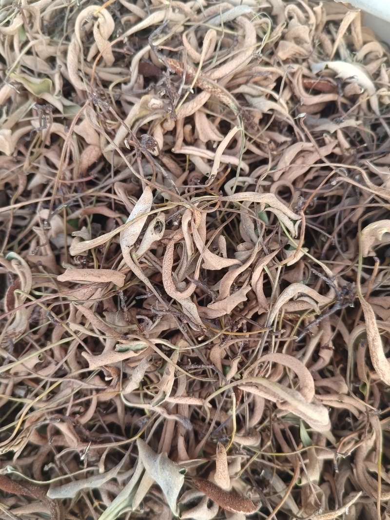 野生石苇小叶石韦肾精草化石草利水通淋**