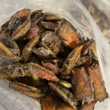 干水嫩九香虫嫩臭屁虫用于泡酒用于做菜